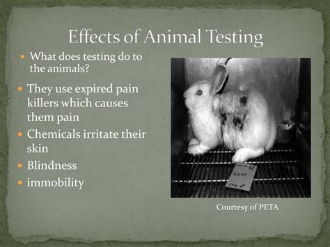 negative impact of animal testing|why is animal testing dangerous.